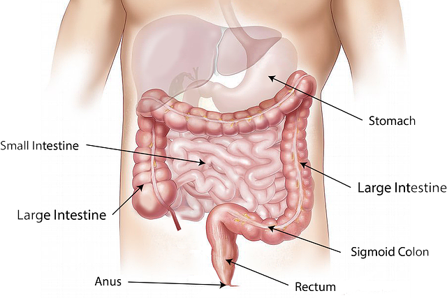 Menopauza, mikrobiom és a mentális egészség kapcsolata